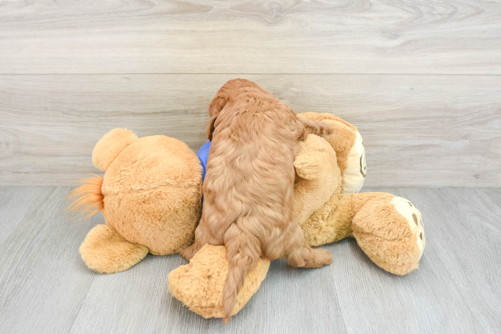 Cavapoo Pup Being Cute