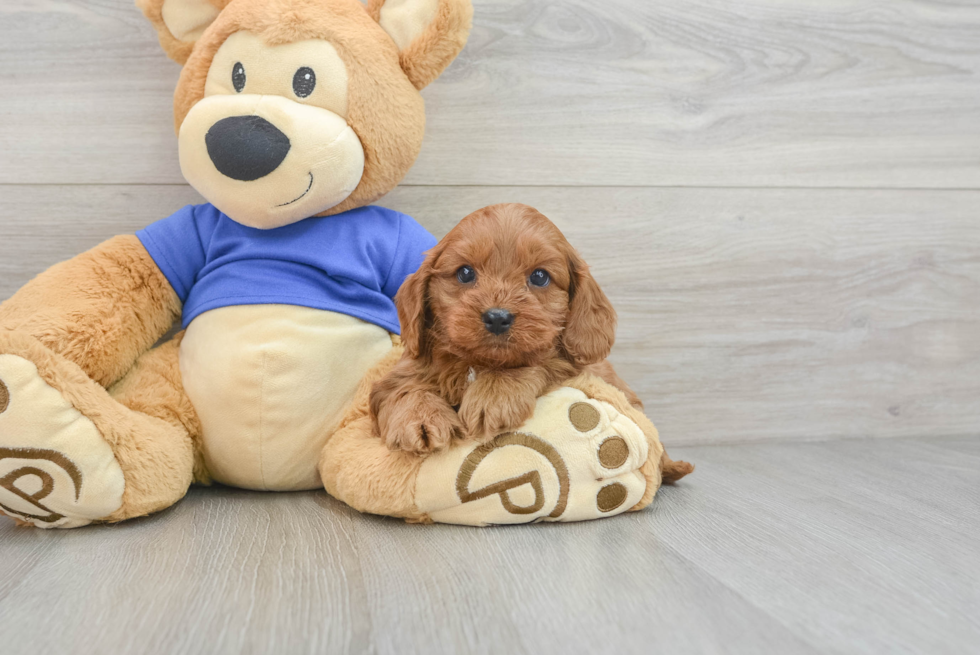 Smart Cavapoo Poodle Mix Pup
