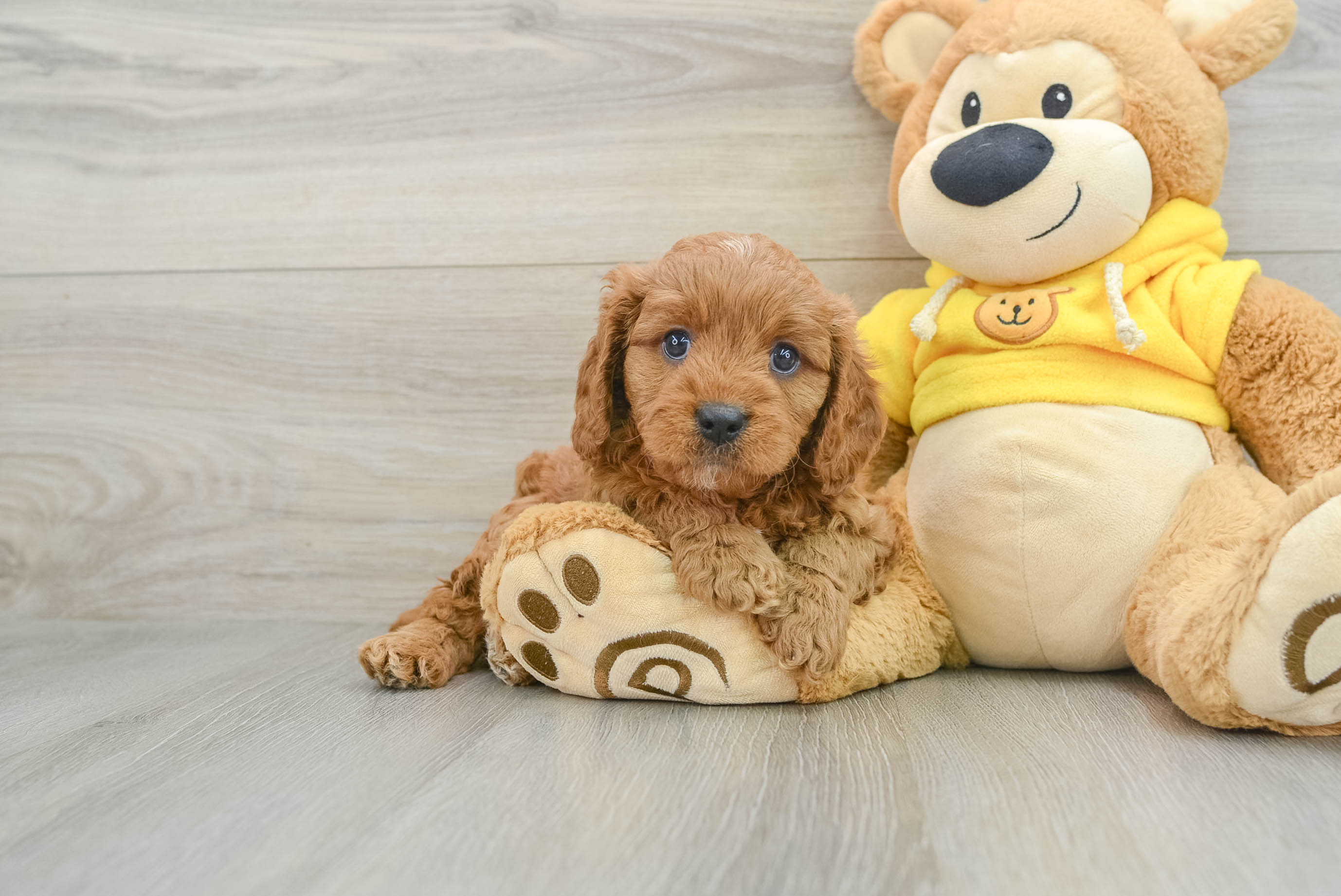 Fluffy Cavapoo Poodle Mix Pup