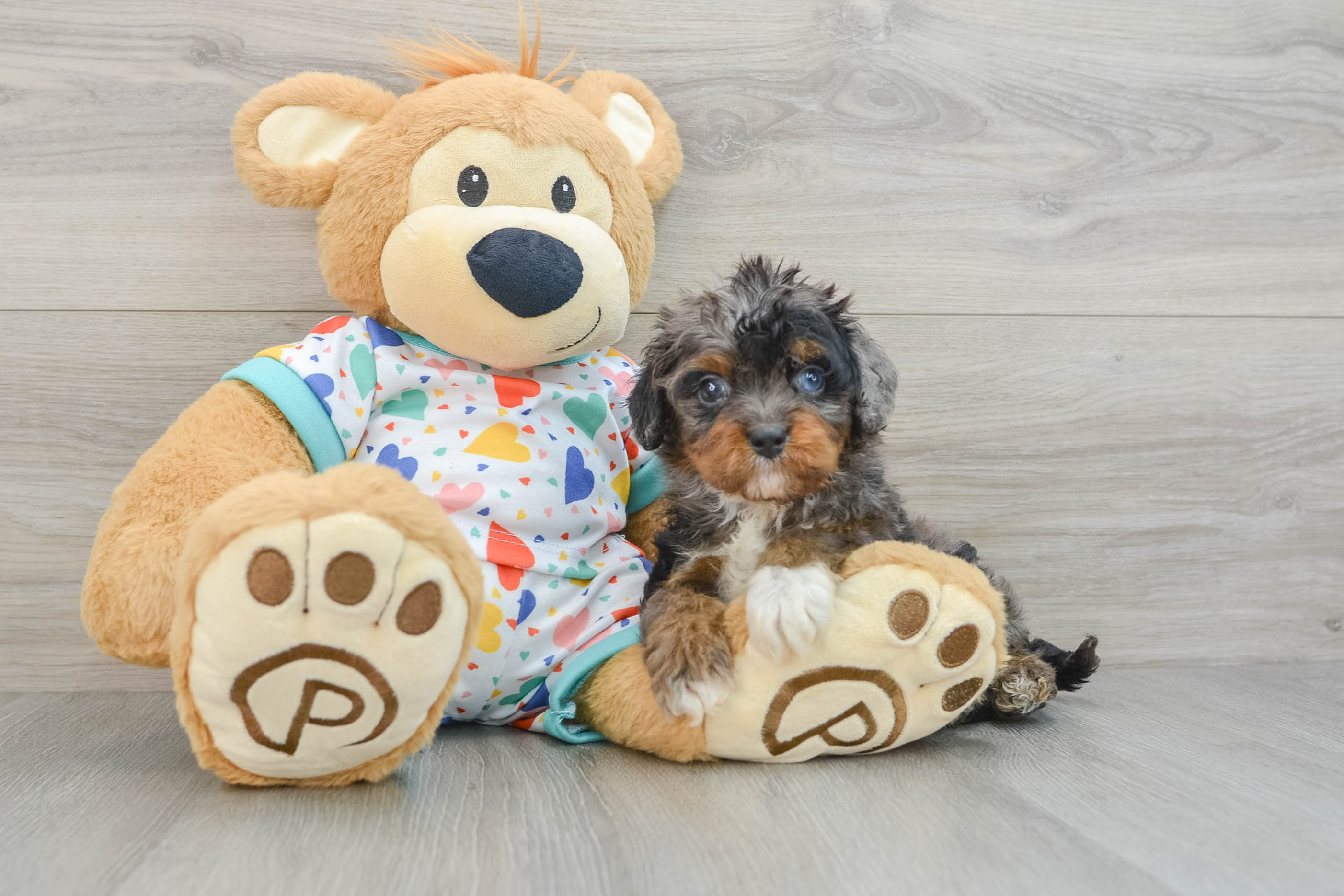 Little Cavipoo Poodle Mix Puppy