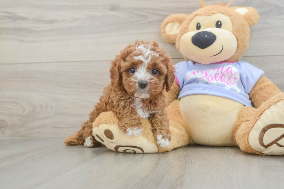Playful Cavapoodle Poodle Mix Puppy