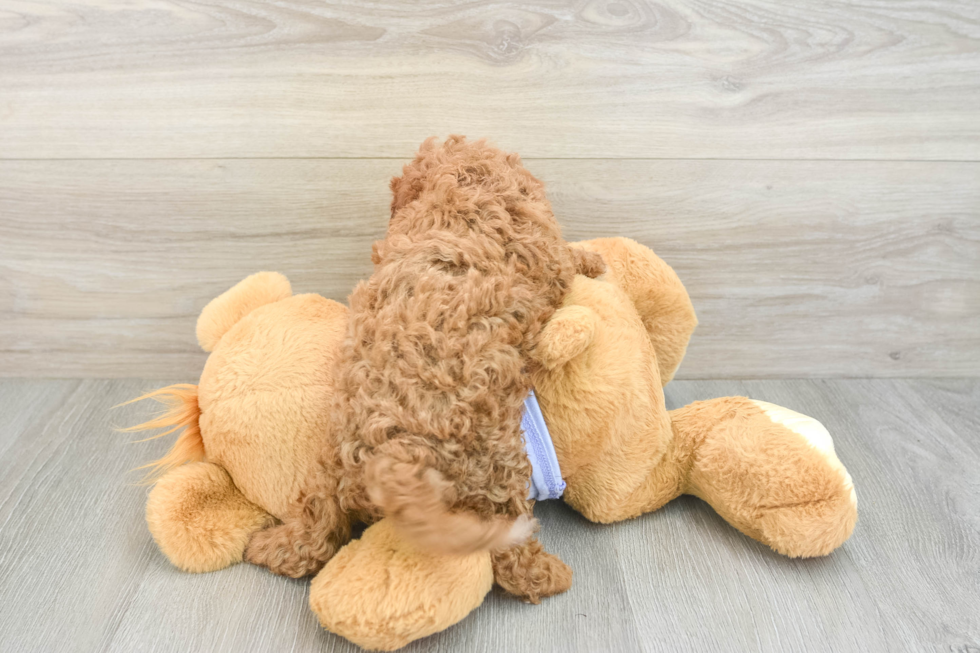 Funny Cavapoo Poodle Mix Pup