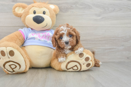 Adorable Cavalier King Charles Spaniel and Poodle Mix Poodle Mix Puppy