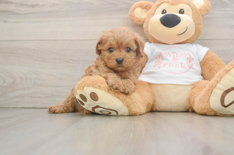 Playful Cavapoodle Poodle Mix Puppy
