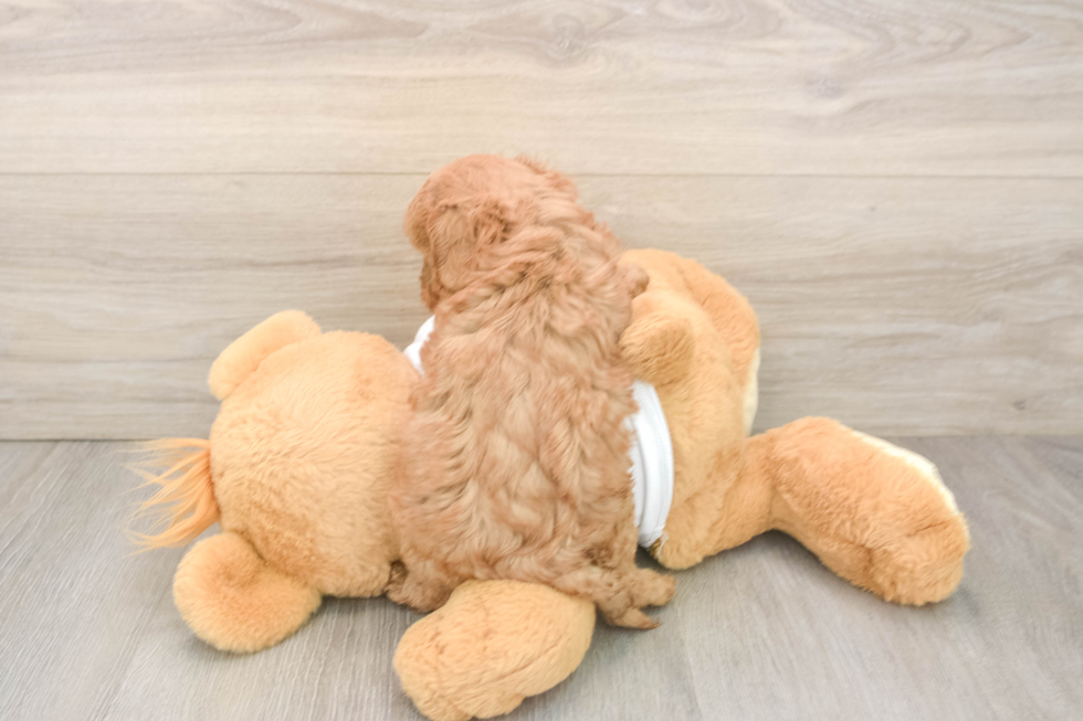 Energetic Cavoodle Poodle Mix Puppy