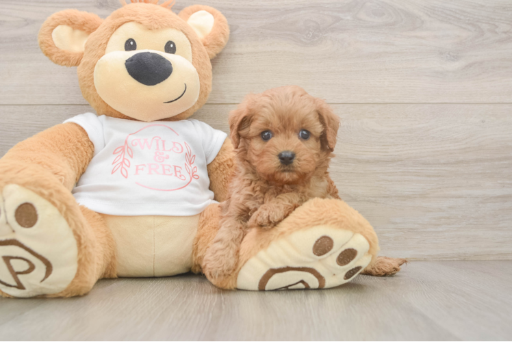 Friendly Cavapoo Baby