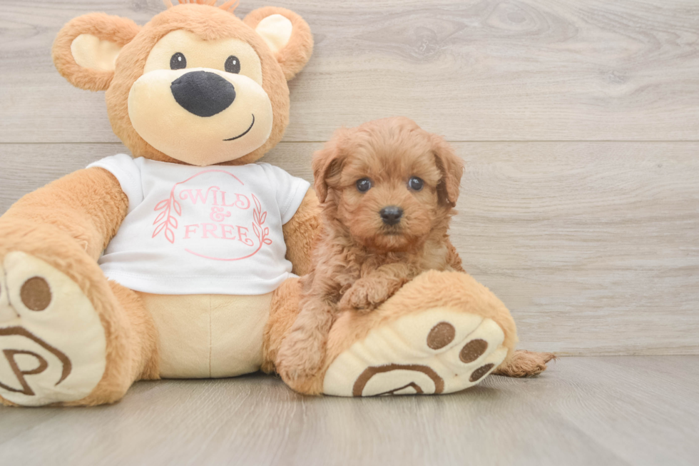 Friendly Cavapoo Baby