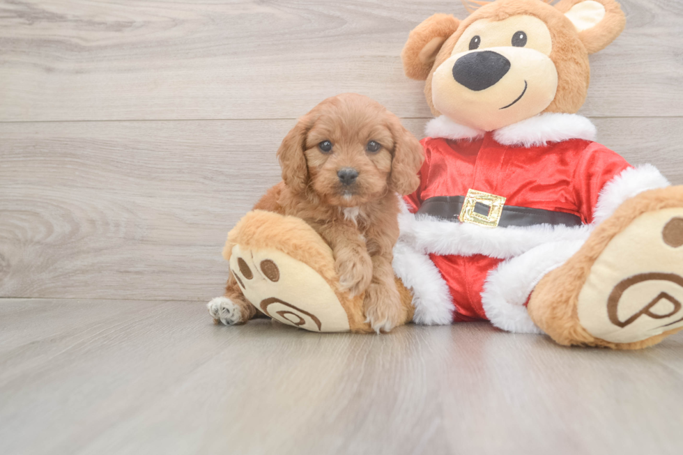 Popular Cavapoo Poodle Mix Pup