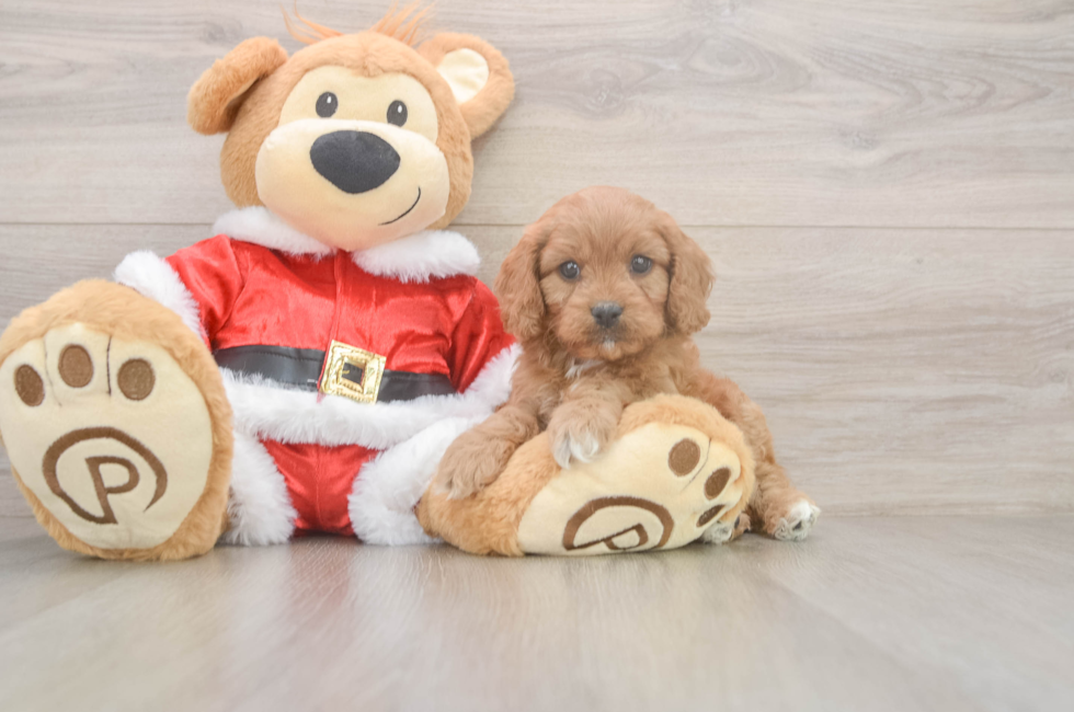 6 week old Cavapoo Puppy For Sale - Premier Pups