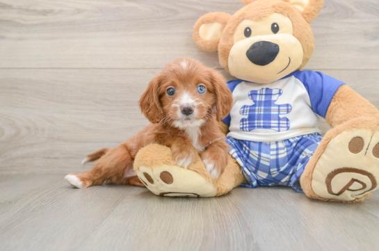 Energetic Cavoodle Poodle Mix Puppy