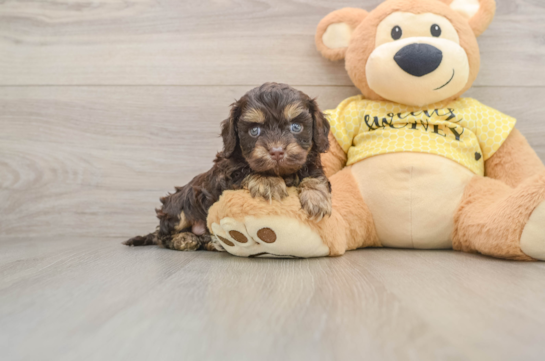 DORITO, a Cavapoo littermate