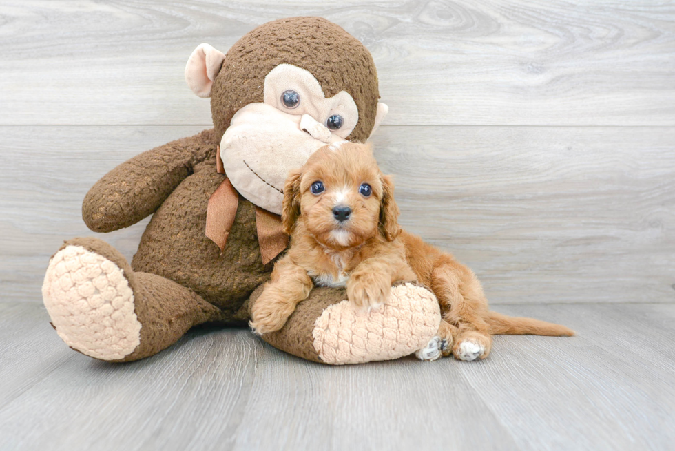 Cavapoo Puppy for Adoption