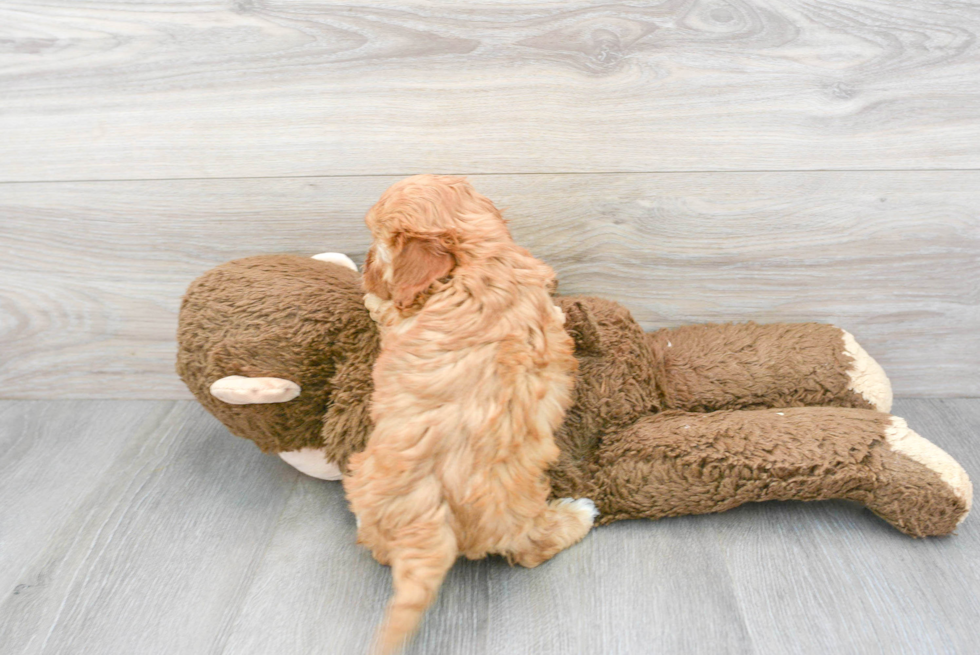 Cavapoo Puppy for Adoption