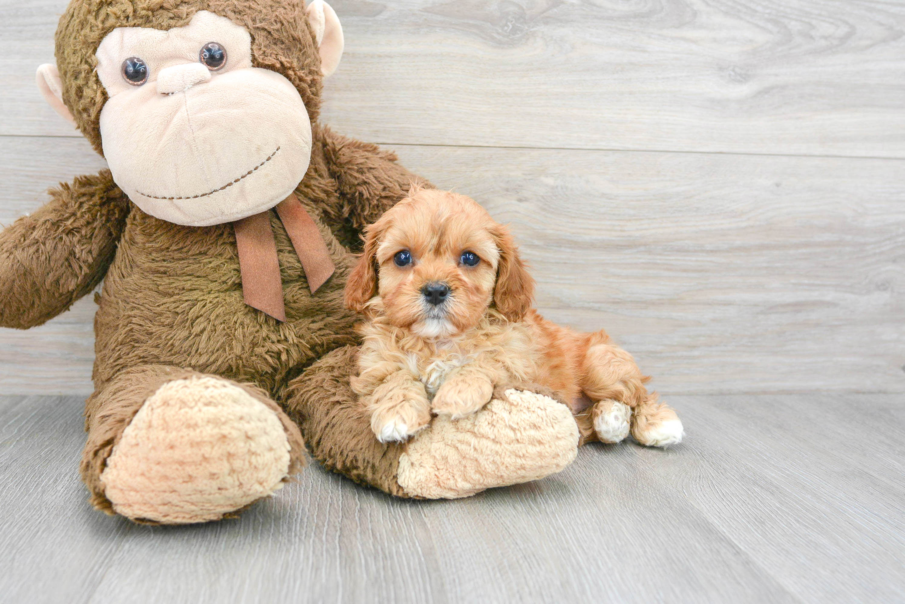 Petite Cavapoo Poodle Mix Pup