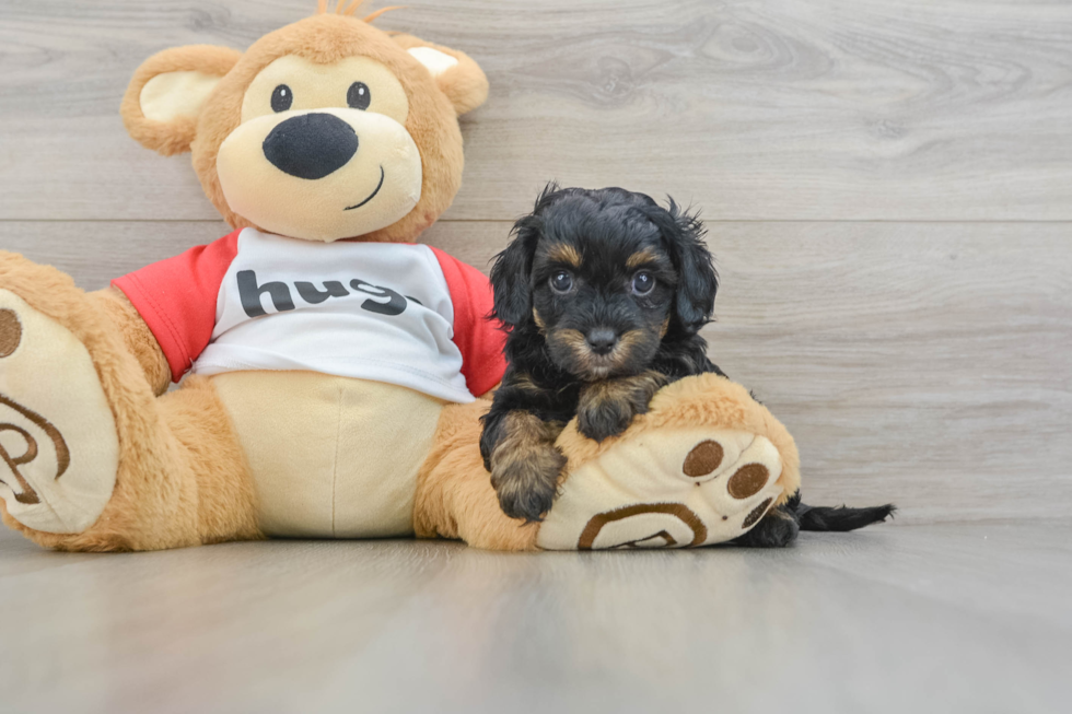 Energetic Cavoodle Poodle Mix Puppy