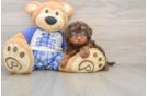 Small Cavapoo Baby