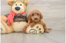 Best Cavapoo Baby