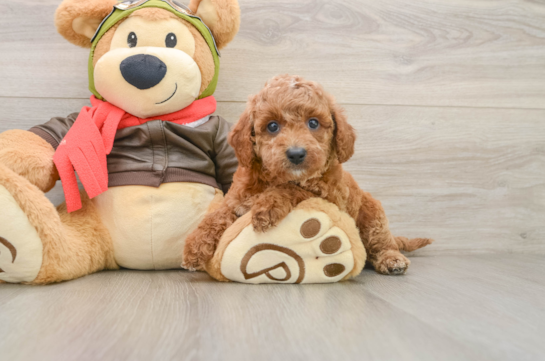 Best Cavapoo Baby
