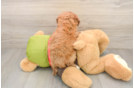 Playful Cavapoodle Poodle Mix Puppy