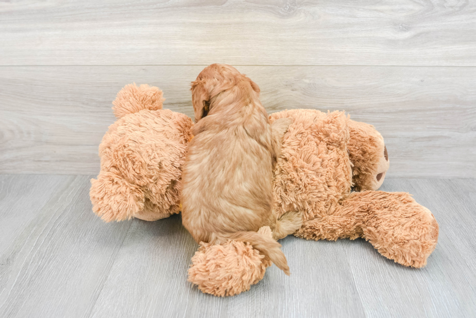 Popular Cavapoo Poodle Mix Pup