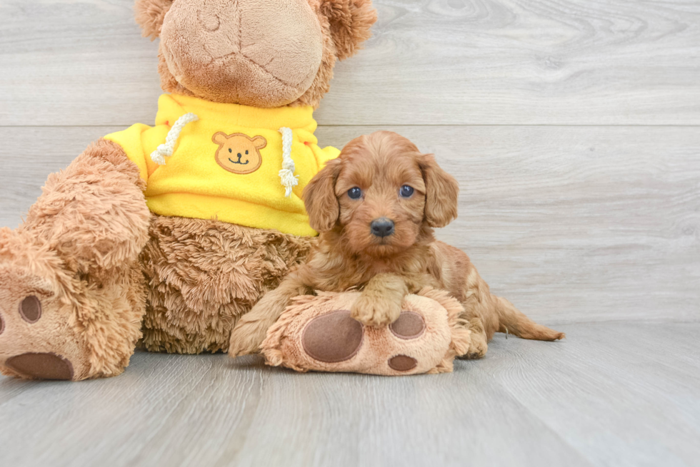 Fluffy Cavapoo Poodle Mix Pup