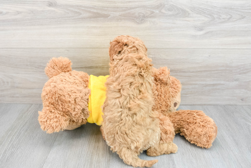 Petite Cavapoo Poodle Mix Pup