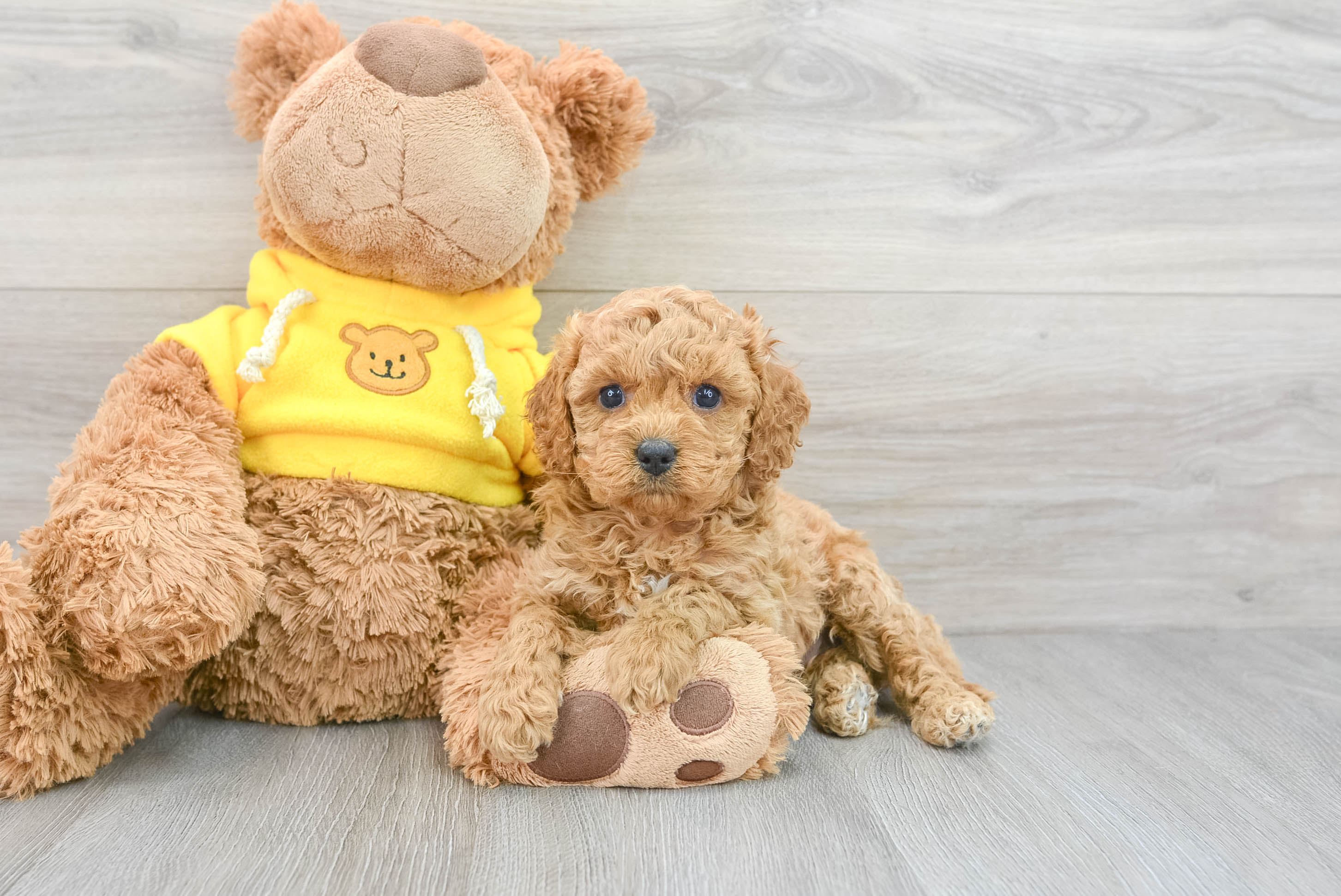 Hypoallergenic Cavoodle Poodle Mix Puppy