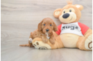 Cavapoo Puppy for Adoption