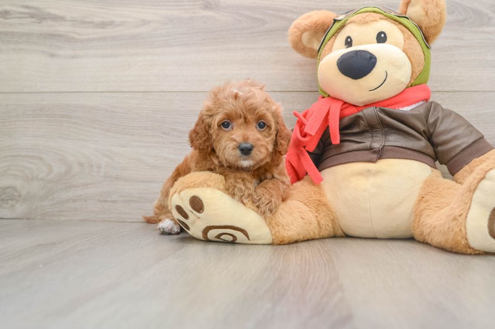 Cavapoo Puppy for Adoption