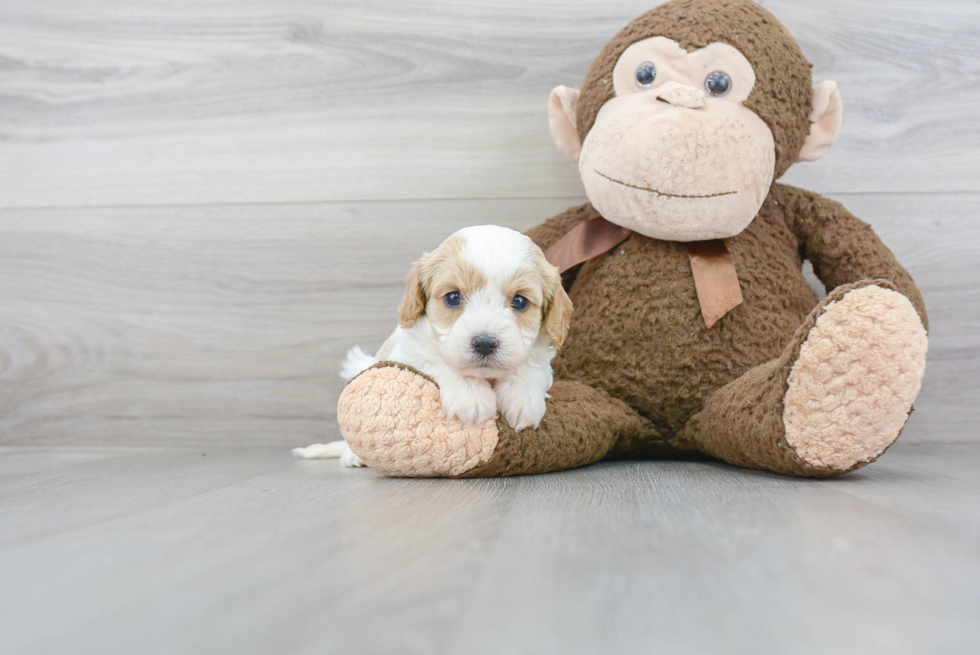 Popular Cavapoo Poodle Mix Pup