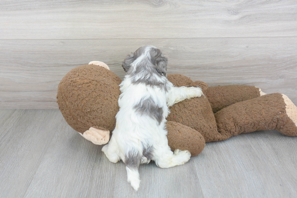 Cavapoo Pup Being Cute