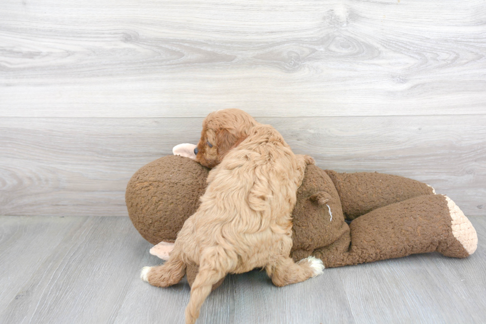 Cavapoo Puppy for Adoption