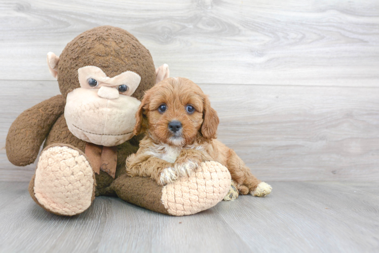 Sweet Cavapoo Baby