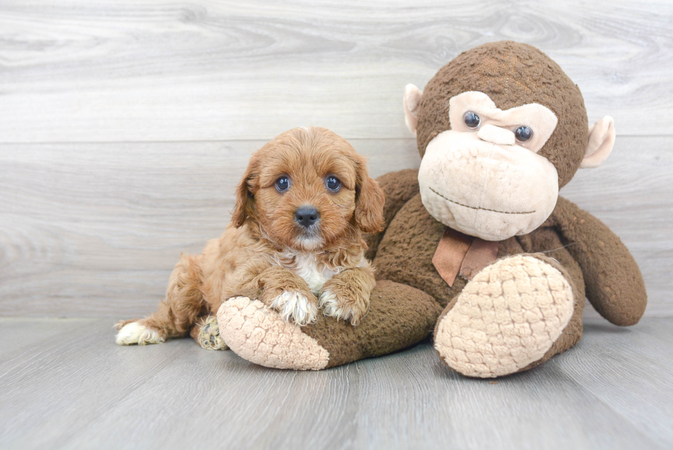 Cavapoo Pup Being Cute