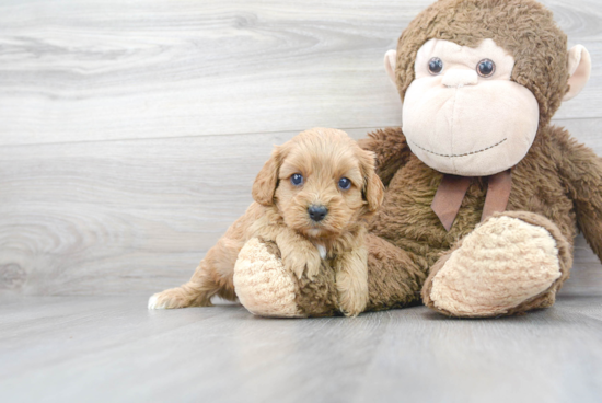 Cavapoo Pup Being Cute
