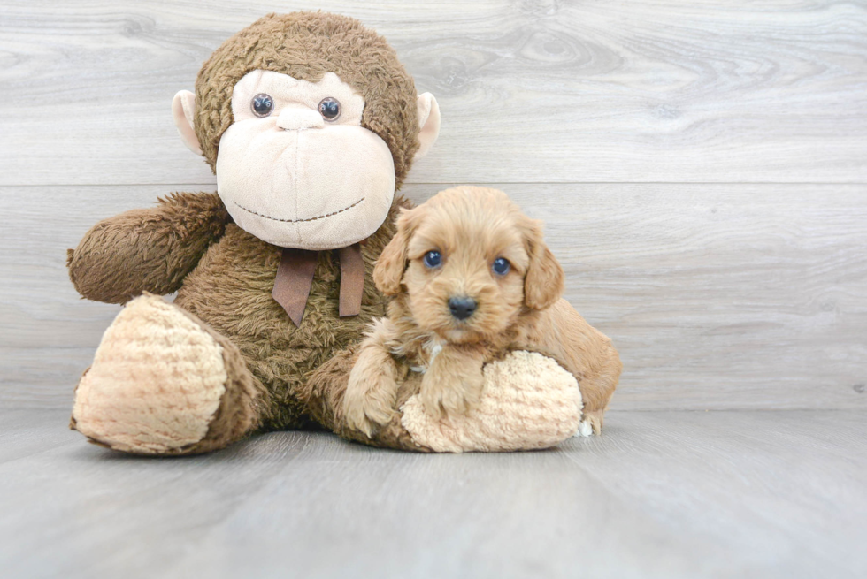 Best Cavapoo Baby