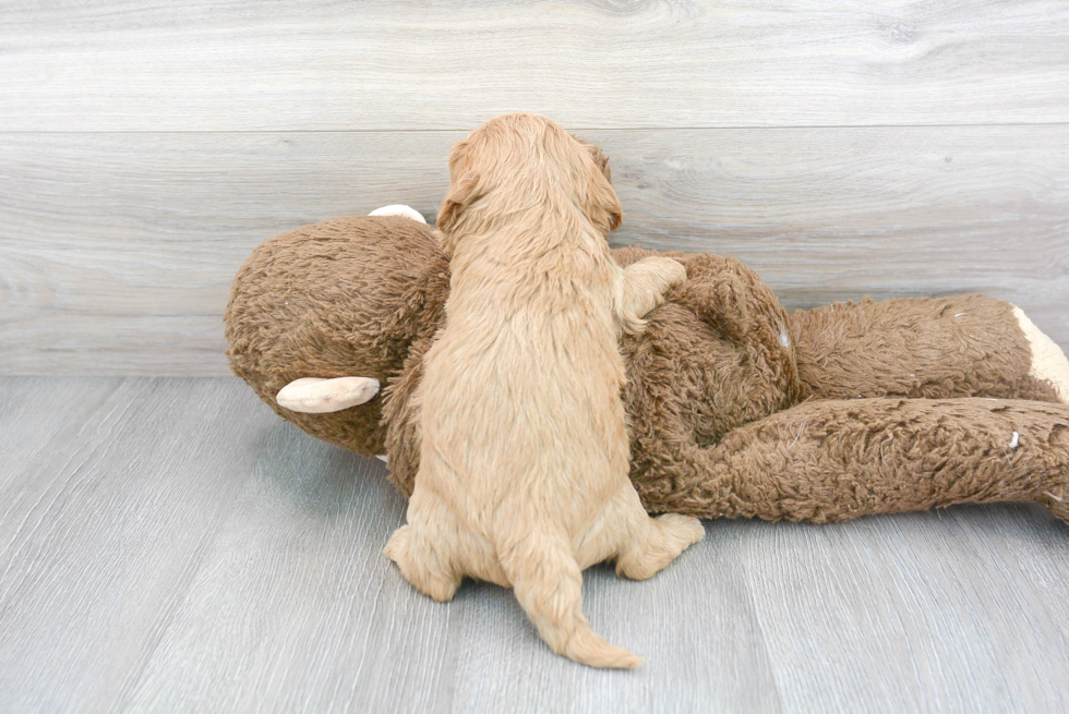 Adorable Cavoodle Poodle Mix Puppy