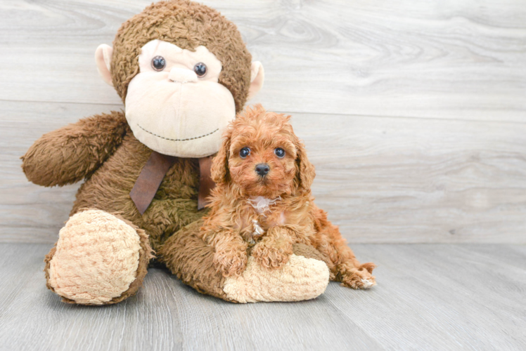 Funny Cavapoo Poodle Mix Pup