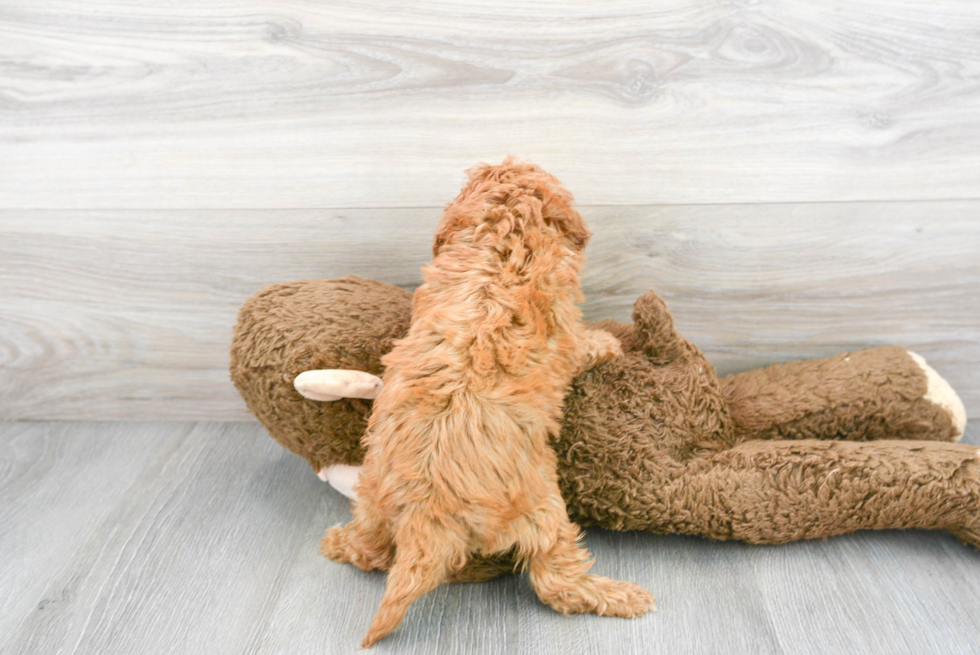 Little Cavoodle Poodle Mix Puppy