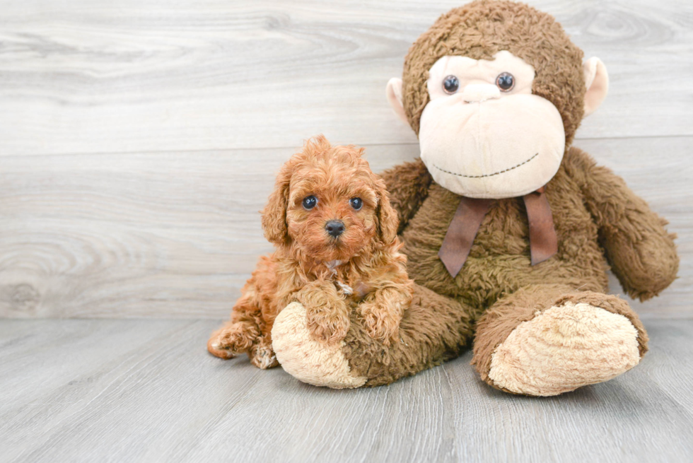 Best Cavapoo Baby