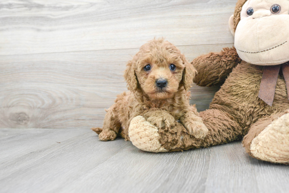 Best Cavapoo Baby