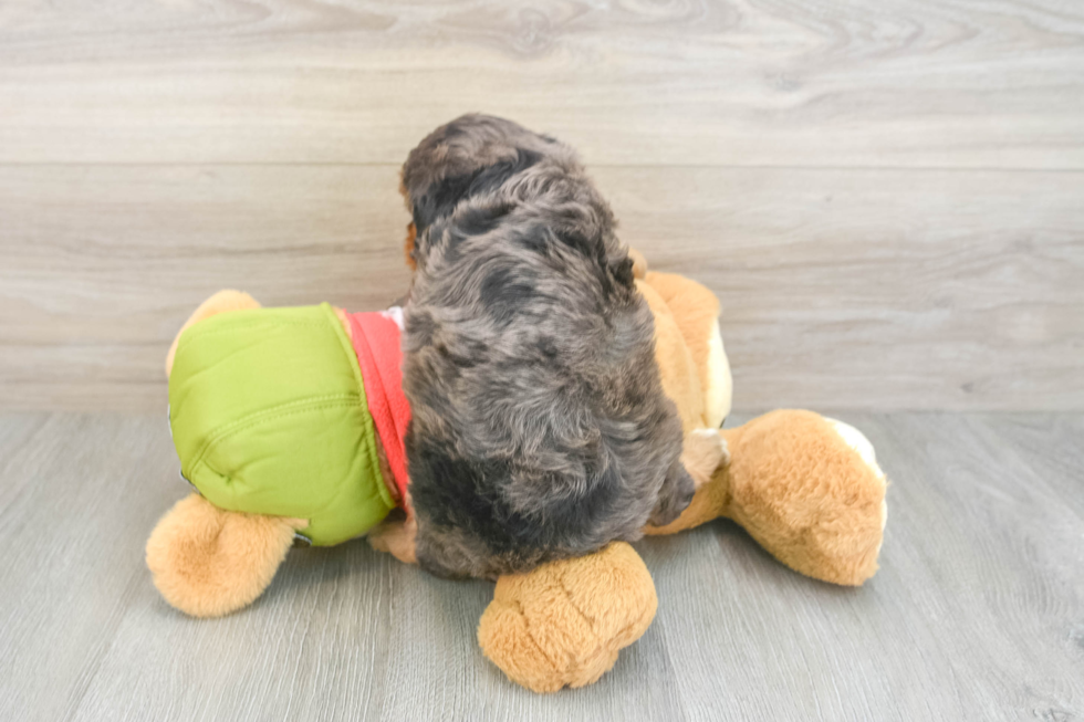 Cavapoo Puppy for Adoption