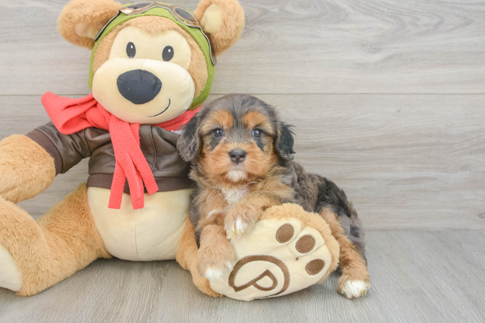 Petite Cavapoo Poodle Mix Pup