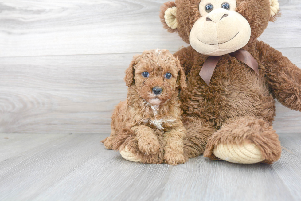 Happy Cavapoo Baby