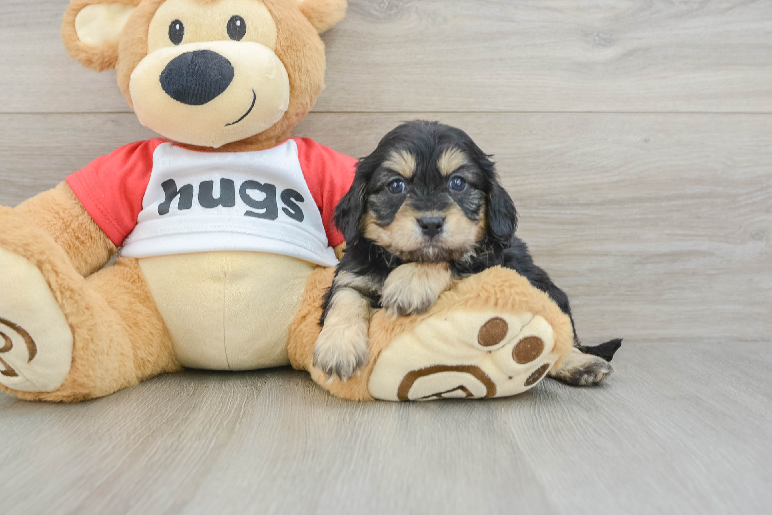 Sweet Cavapoo Baby