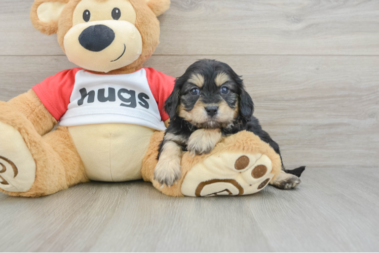 Sweet Cavapoo Baby