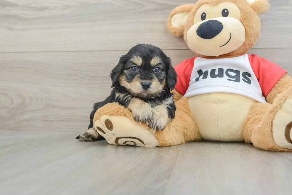 Smart Cavapoo Poodle Mix Pup