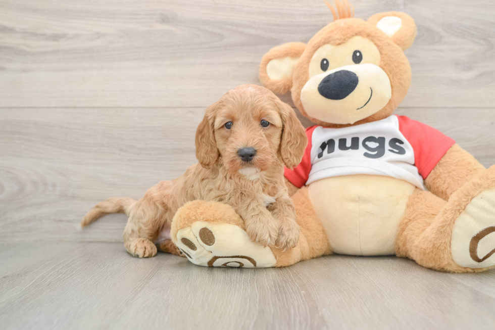 Cavapoo Puppy for Adoption