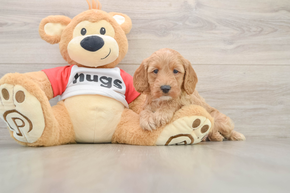 Petite Cavapoo Poodle Mix Pup