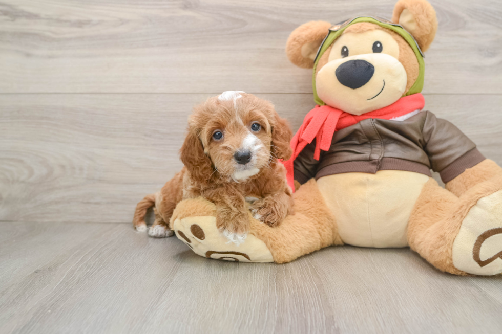 Cavapoo Puppy for Adoption